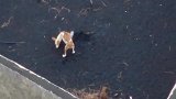 西班牙：流浪狗被火山熔岩围困，人们用无人机为其投送食物