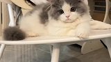 让我看看谁来看鸭蛋了！