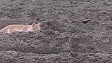 猫咪趴这一动也不动，当它跳起来的那一刻，才知道有猎物！
