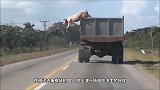 一群小猪“占领”小岛，天天美女围绕，网友：活得还不如一头猪