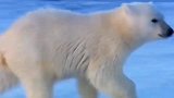 北极熊妈妈体重超标，冰面上只能扒着走！