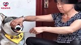 主人让老爸帮忙带几天狗狗，老爸马上拿出酒杯，下一秒忍住别笑！