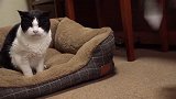 狸花猫看上老猫的窝，双方眼神对峙：你说，这窝归谁