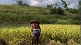 老人佝偻着身躯收割稻谷，看到黝黑的后背让人肃然起敬