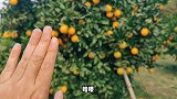 VLOG：带大家参观一下山区的赣南脐橙园，顺便摘一点点！