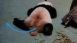 大熊猫：别打扰我，我在练瑜伽！