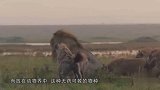 鬣狗的各种花样死法，真解气啊看看有多少人讨厌鬣狗