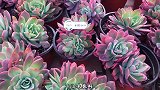新品中苗套餐，造型桩VS多头群生，各有各的特点，你喜欢吗？