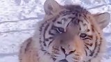 这老虎怎么毛里猫气的