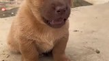 小狗崽突然偷袭，把人给吓一跳