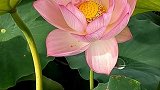 此花此叶长相依