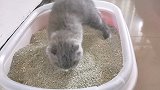 小奶猫不会埋便便，一旁大猫真是操碎了心，隔着屏幕的味儿