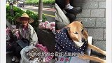 奶奶饲养土狗十年，狗狗为报恩每天陪伴她卖菜，深厚情谊令人动容
