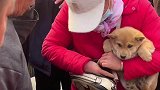 大姐看中了一只小狗，可是狗狗却是生无可恋