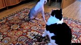 猫咪和小鸡一起生活，保护小鸡的画面，真的是母爱泛滥
