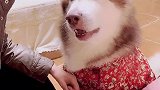 我这是养了只会生气的“复读机”吗