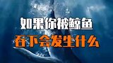 如果你被鲸鱼吞下会发生什么？