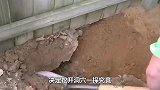 男子在自家后院，发现一个地洞，挖开后出乎意料