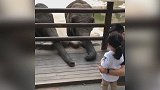 场上进步大场下好爸爸 金敬道带女儿动物园喂大象