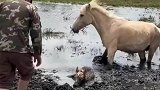 小马驹深陷淤泥，母马向人求助