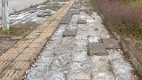 500平马路离奇消失！主人为盖豪华猪圈 沿路连抠2128块砖