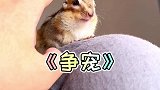 小普洱要化身小甄嬛了！