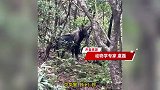 姜子牙的坐骑！黄山疑现不明野生动物，像马像驴像牛像羊披着白发