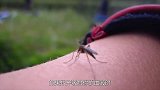 如果蚊子吸食你的血液时，为什么不能打死它？