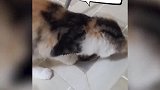 这小子蛮专业的