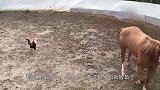 公鸡挑逗马儿，马儿被吓得慌不择路，直接摔在地！