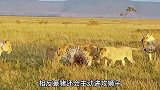 七八头狮子围猎豪猪，硬是拿它没办法，让平头哥都忌惮三分的动物