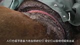 老鹰在沼泽里挣扎，正要上前救它时，它从水中拖了个东西出来