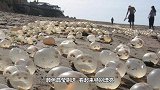 男子发现海滩上有个洞，立马徒手开挖，结果挖出个未知生物