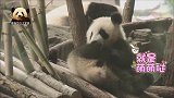熊猫宝宝“梦想”抱起自己的jiojio啃，小模样萌得不像话