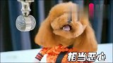 第一次看到泰迪妞妞激动，它还学会了抢答，怎么回事呢