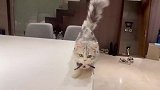 每次快到饭点，猫猫就在餐桌上巡视，真把自己当大爷了