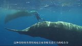 海洋猛兽大比拼：抹香鲸与大王酸浆鱿谁才是最强王者