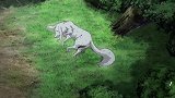 狐妖小红娘：原来白狐曾是涂山一员，竟因嫉妒背叛涂山！