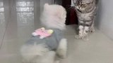 老虎不发威你当我病猫啊