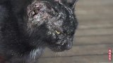 可怜的老猫，应为岁数大被弃养，养猫要做到有始有终