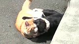 狸花猫：橘猫打不过还打，真是条好汉