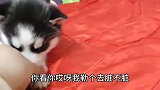 直击二哈拆家现场，连马桶刷都不放过，别拦我，我要买锅把它炖了