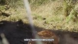小豹子被老鹰给捉走，豹妈发威老鹰惨了，镜头拍下惊险全过程！