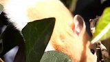 嘘！今天带大家看看哈尼扭屁屁，是不是很可爱