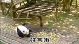 熊猫：孔雀老儿算你跑的快，不然今天就让你知道什么叫孔雀开屏！