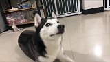 是什么让哈士奇如此之乖，是爱吗？萌宠 二哈