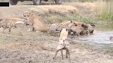 狮子与鬣狗抢食，这次狮子赢了！