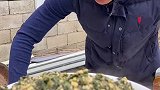 现在物质丰富了，竟然怀念起了野菜的味道，你们那里管这种野菜叫啥名田园生活 猫 农村生活