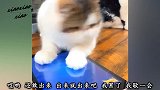 是我养错了？还是它变异了？这是猫的扭曲？还是狗的沦丧？