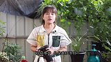 养护兰花弱苗有诀窍，牢记做好“3偏”，养壮更容易